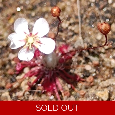 Drosera occidentalis Mount Cooke, 10+ gemmae
